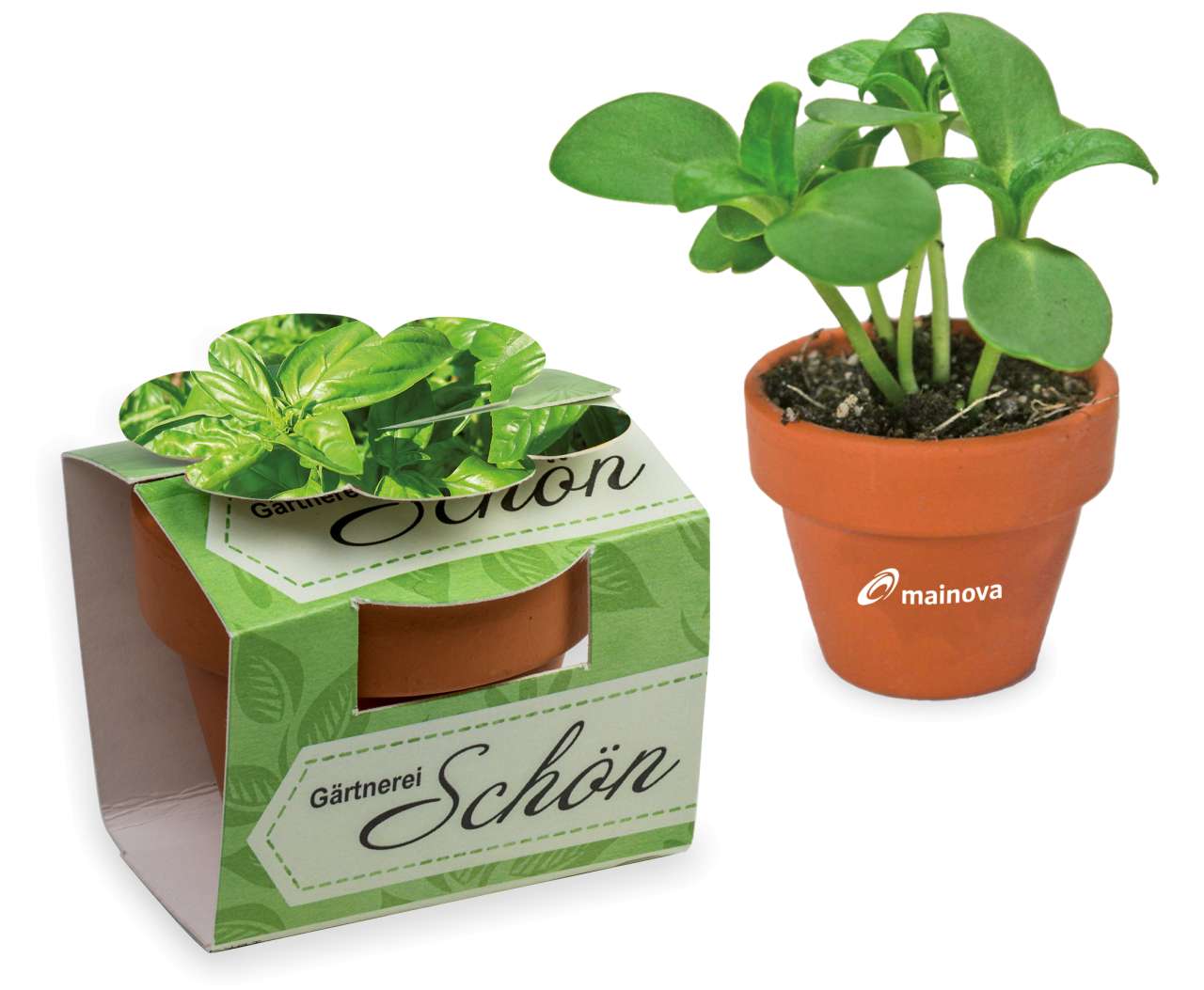 Tontöpfchen-Blume mit Samen - Ostern