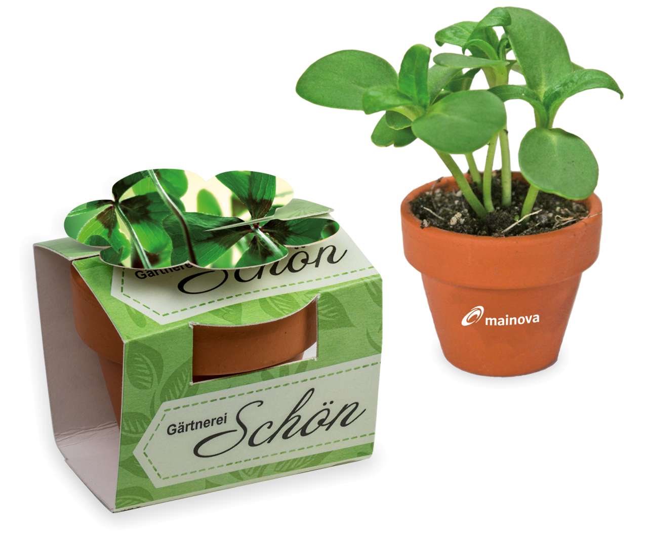 Tontöpfchen-Blume mit Samen - Ostern