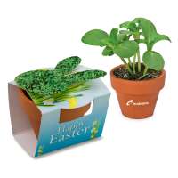 Gartenkresse inkl. Tampondruck