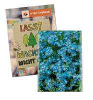 Graspapier - Vergissmeinnicht