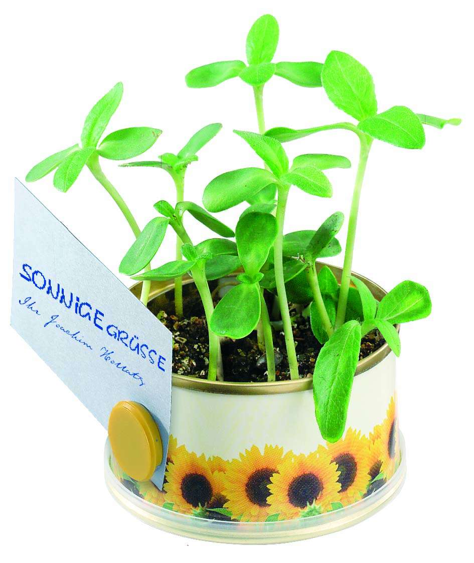 Minigarten Sonne mit Magnet