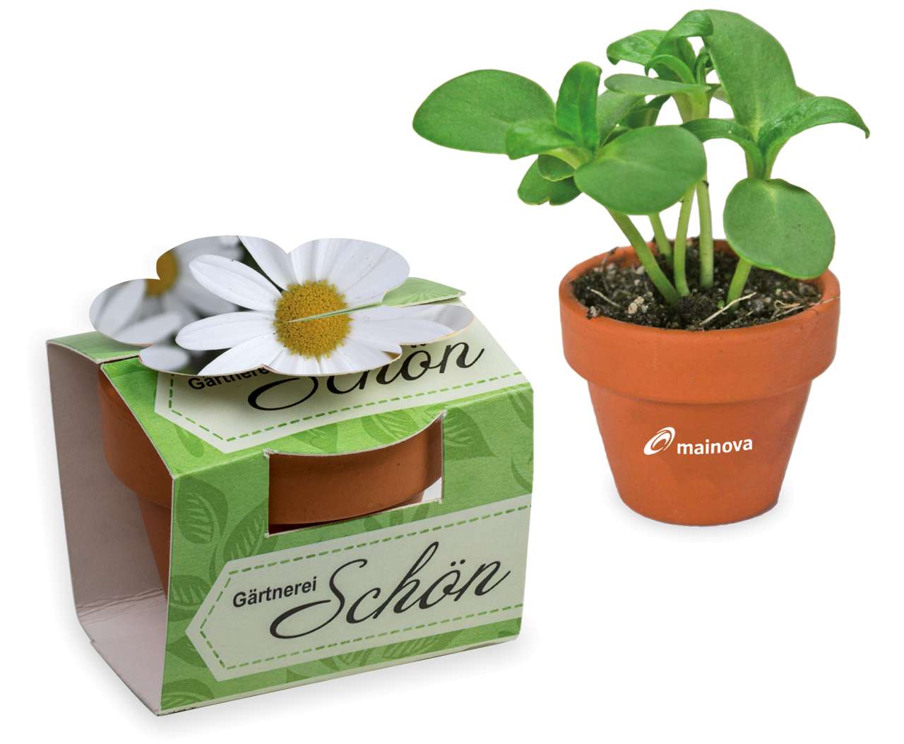 Tontöpfchen-Blume mit Samen - Ostern