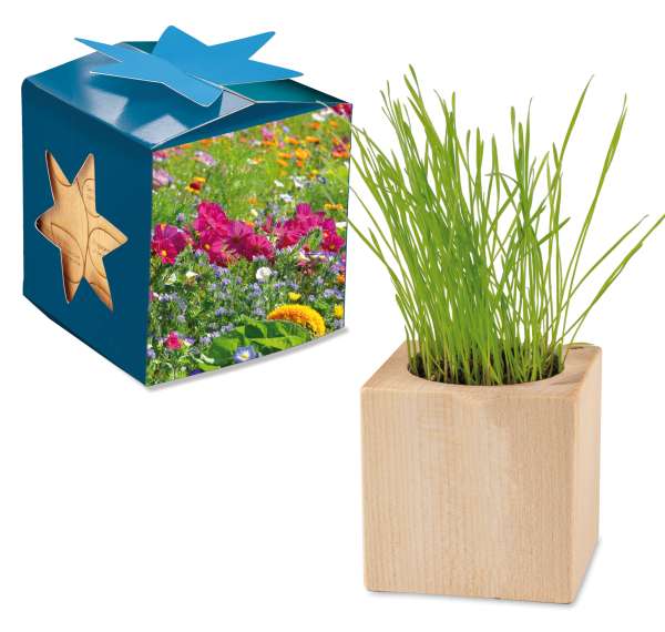 Pflanz-Holz Maxi Star-Box mit Samen