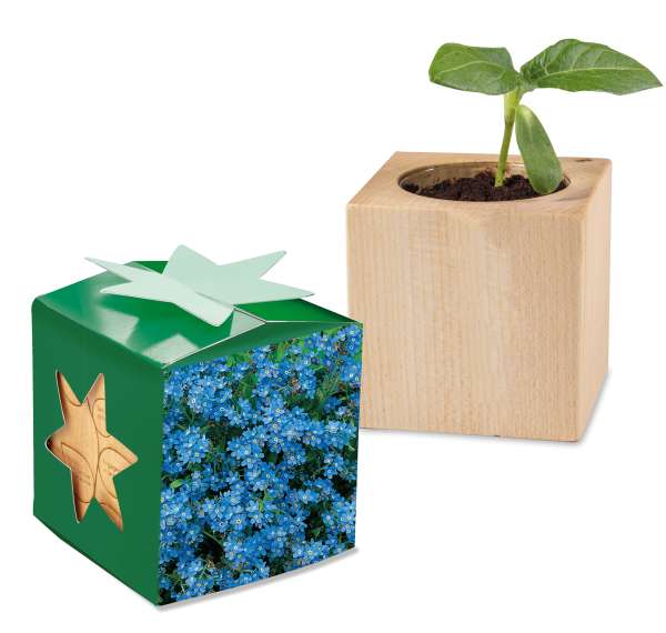 Pflanz-Holz Star-Box mit Samen