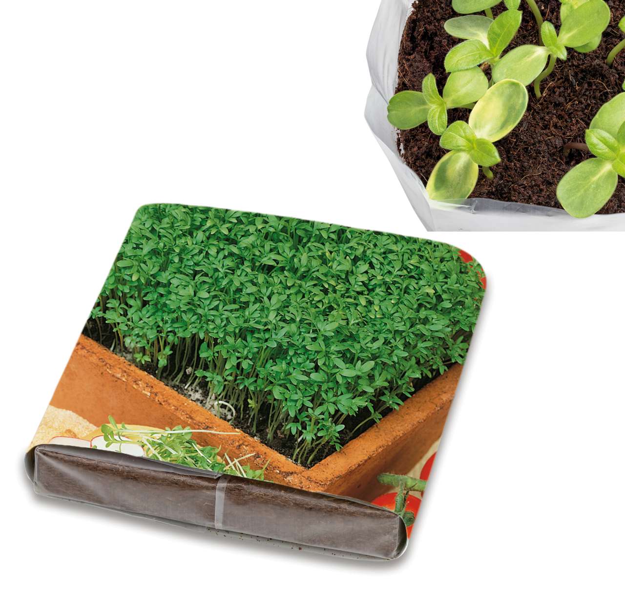 PopUp Anzuchterde mit Samen