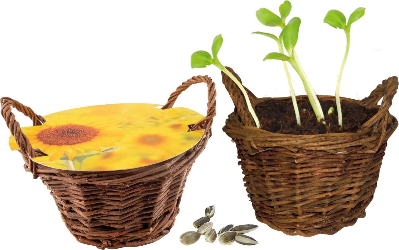 Weiden Körbchen Sonne