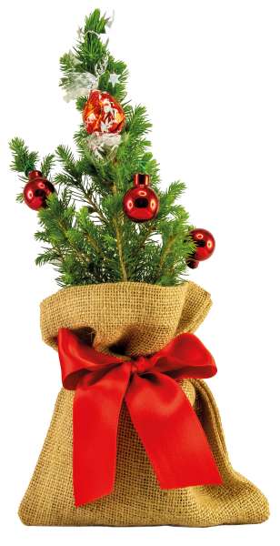 Kugelglanz-Bäumchen 20-30 cm