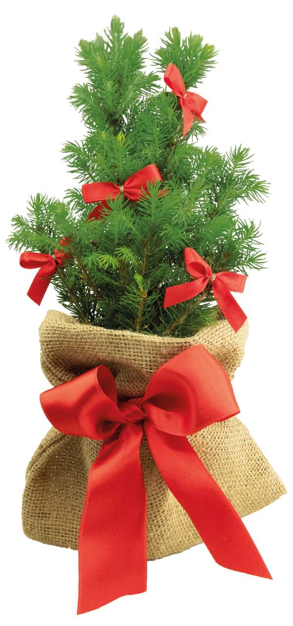 Schleifen-Bäumchen 20-30 cm