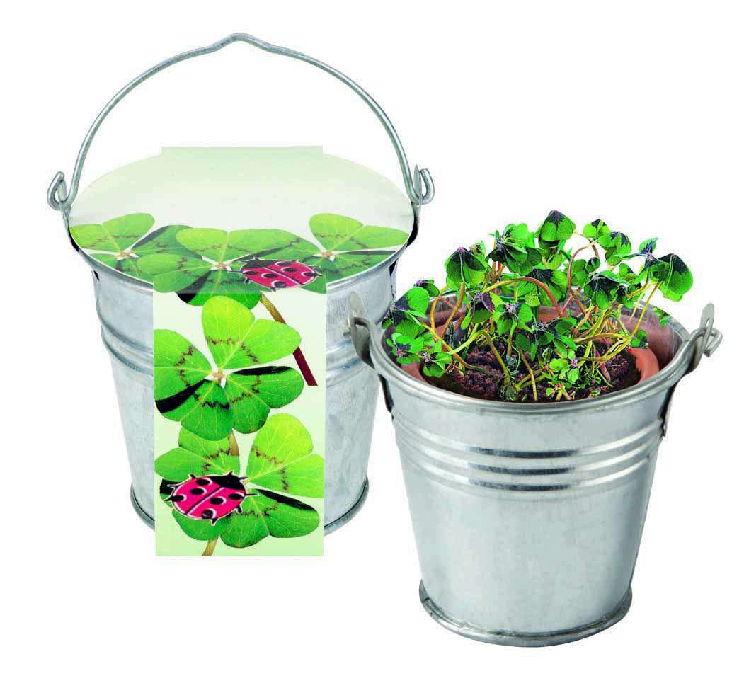 Zinkeimerchen Glücksklee