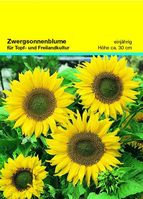 Samentütchen Zwergsonnenblume 82 x 114 mm