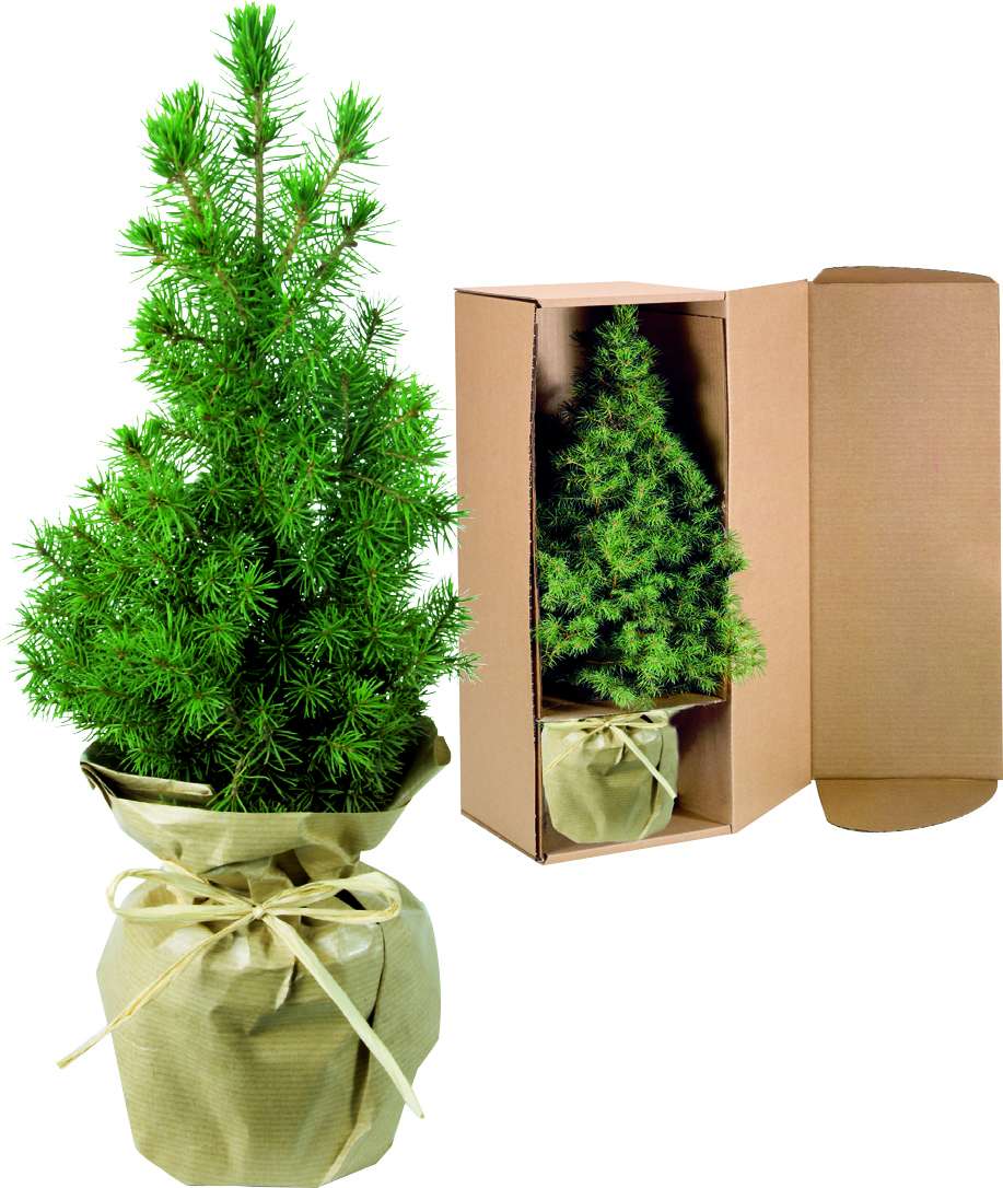 Natur-Bäumchen 20-30 cm