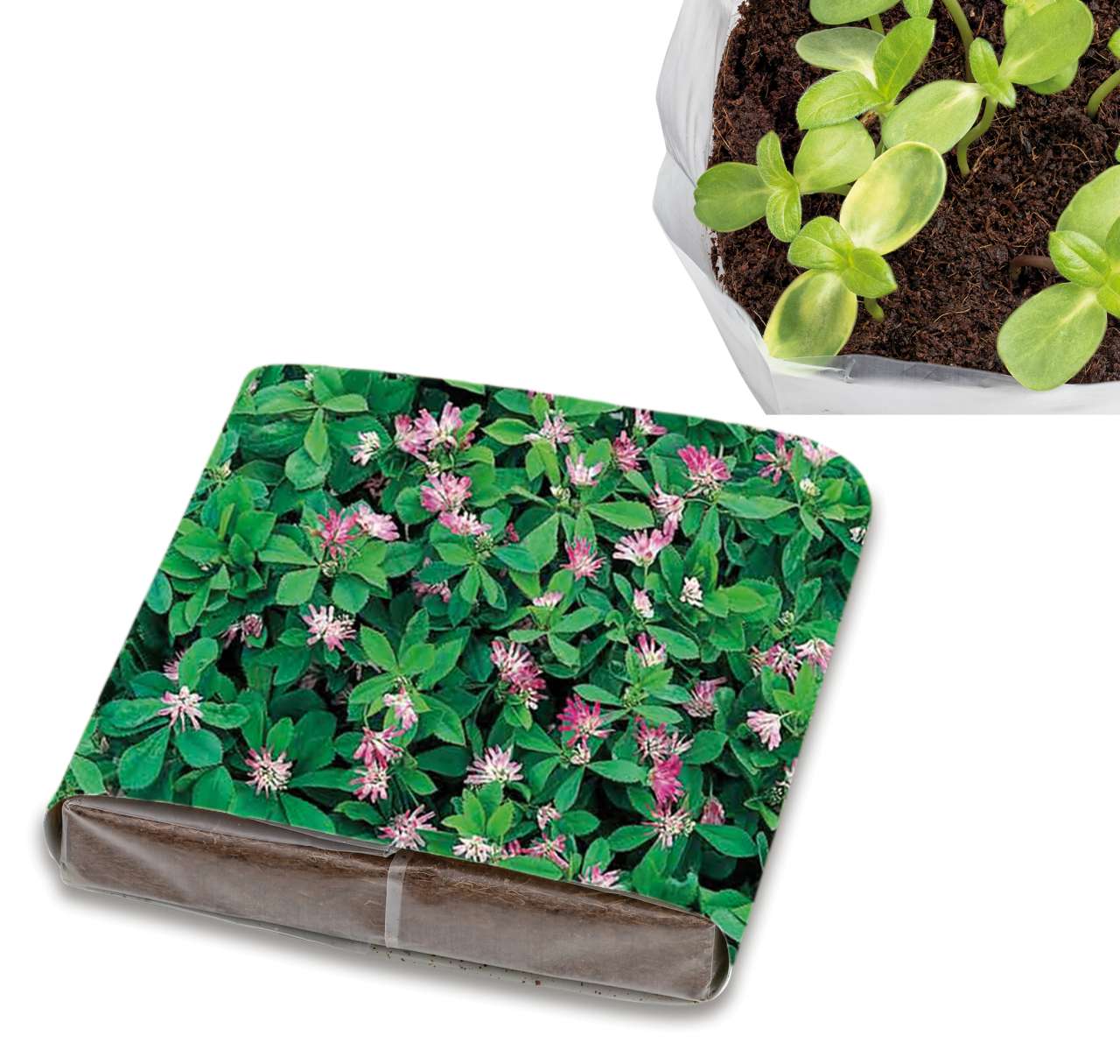 PopUp Anzuchterde mit Samen