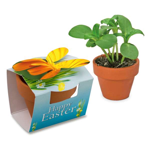 Tontöpfchen-Hase mit Samen