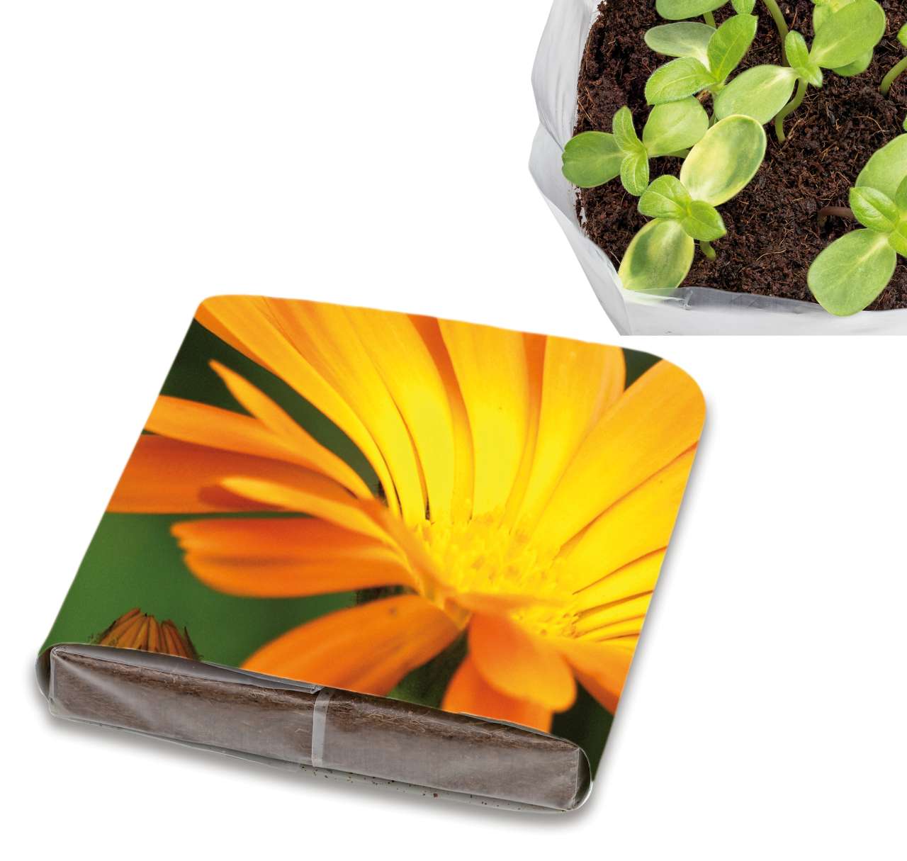 PopUp Anzuchterde mit Samen