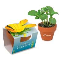 Ringelblume inkl. Tampondruck