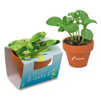 Basilikum inkl. Tampondruck