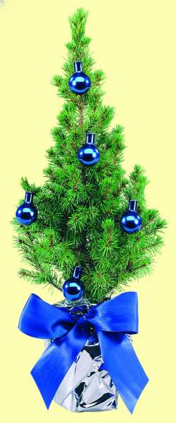 Festliches Bäumchen blau 20-30 cm