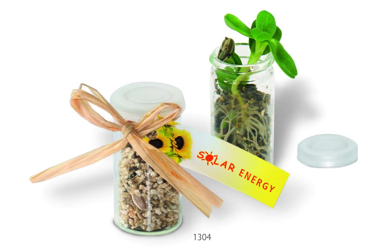 Mini-Glasshouse Zwergsonnenblume