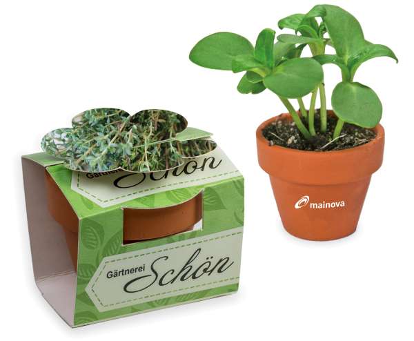 Tontöpfchen-Blume mit Samen - Ostern