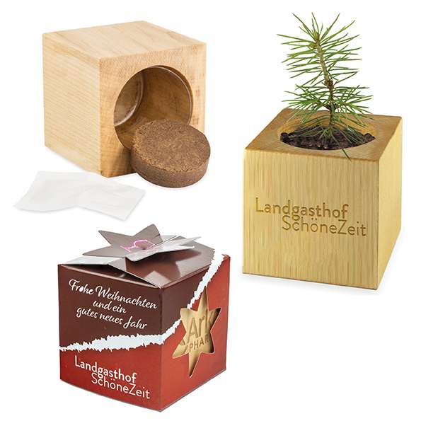 Pflanz-Holz Star-Box Xmas mit Fichtensamen