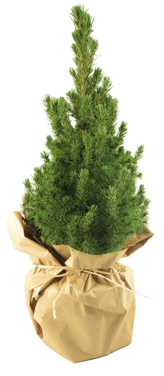 Natur-Bäumchen 35-45 cm