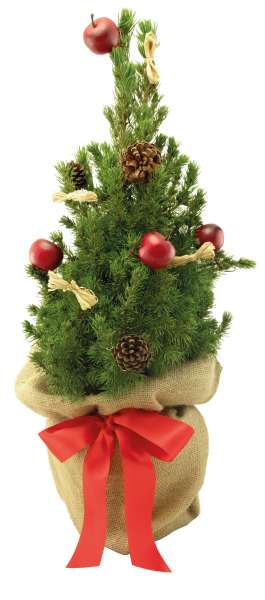 Classic-Bäumchen 35-45 cm