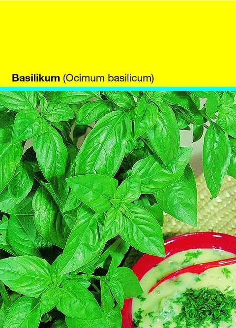 Samentütchen Basilikum 82 x 114 mm