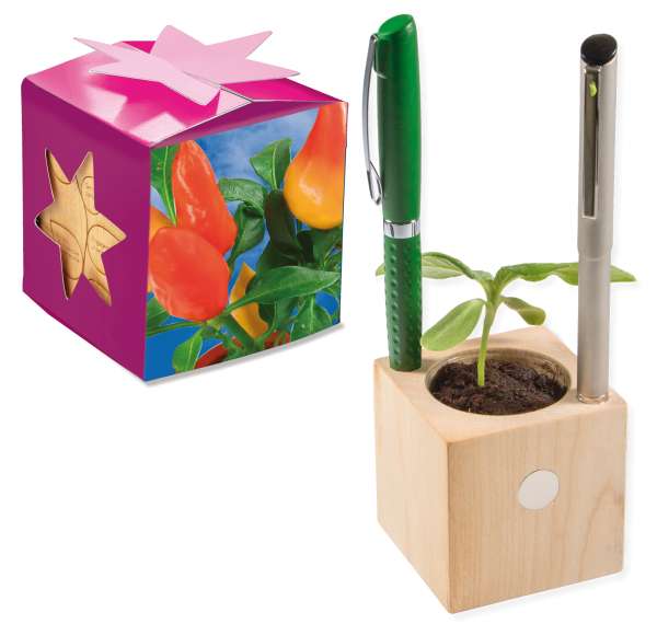 Pflanz-Holz Büro Star-Box mit Samen