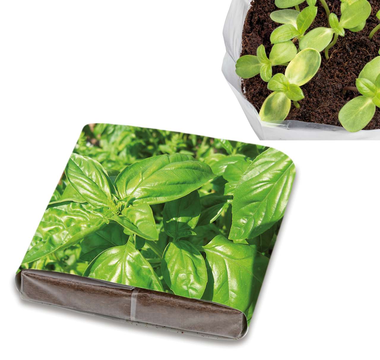 PopUp Anzuchterde mit Samen