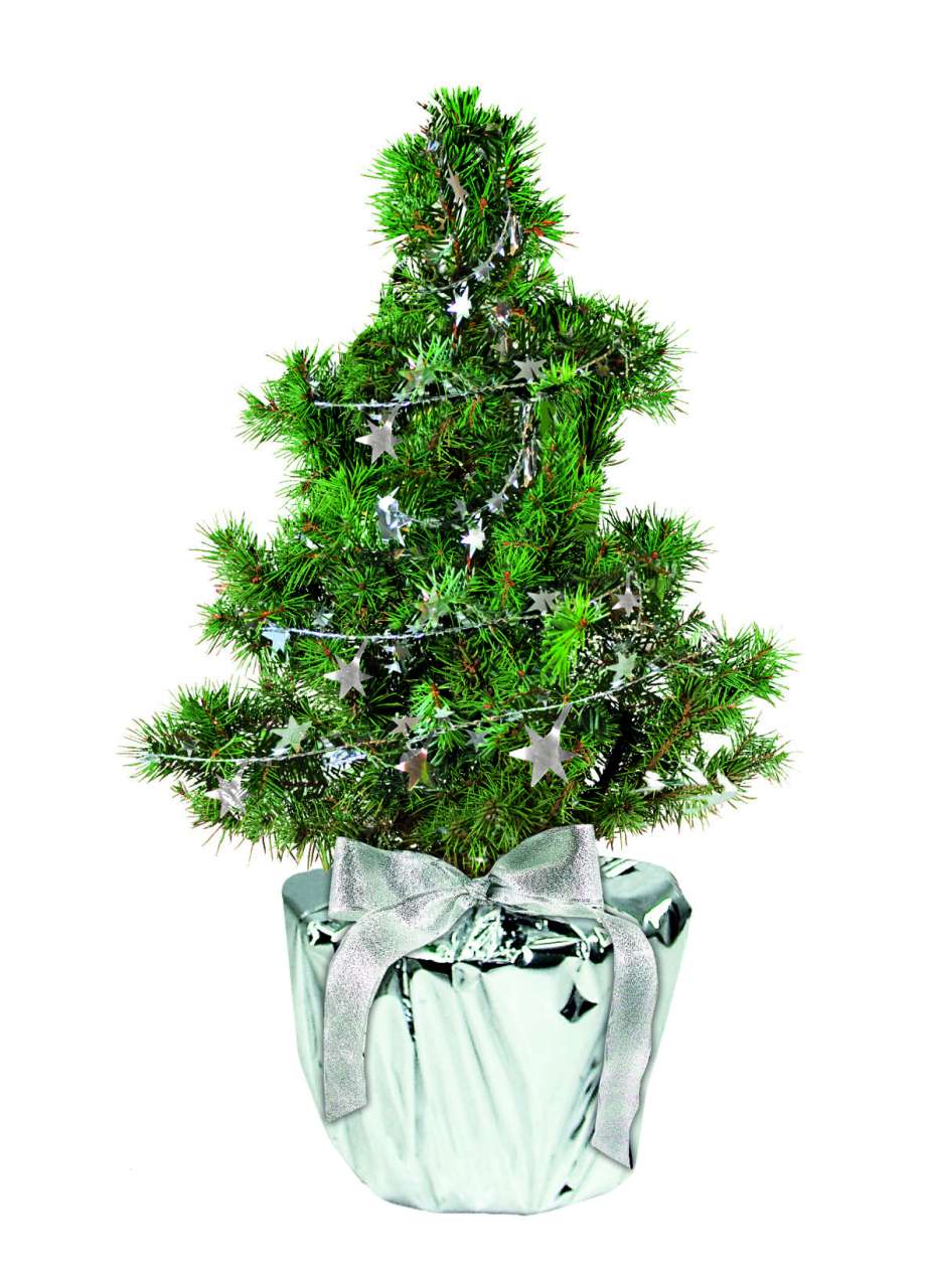 Silberstern-Bäumchen 20-30 cm