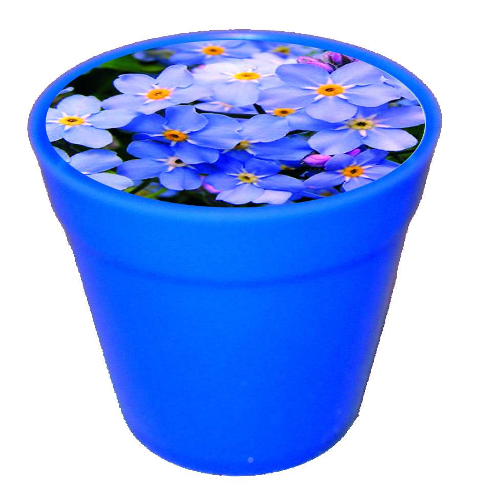 Business-Töpfchen Vergissmeinnicht