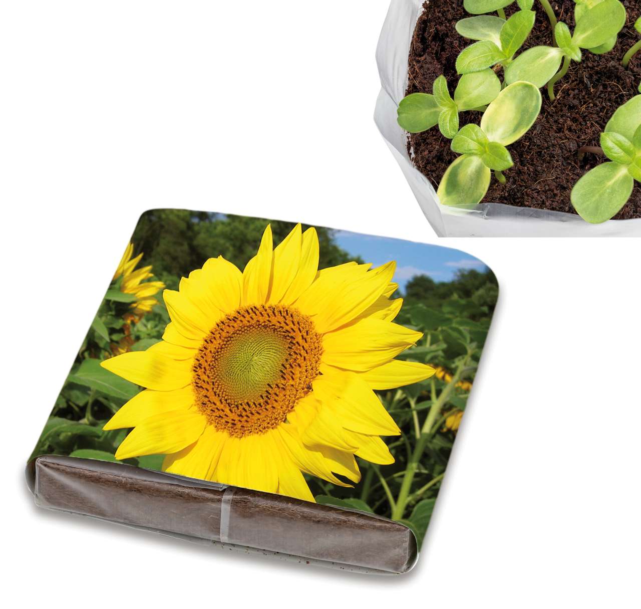 PopUp Anzuchterde mit Samen