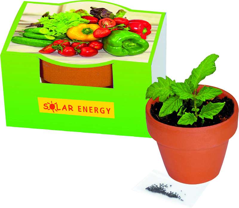 Naschgemüse-Töpfchen Cocktail Tomate