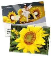 Standardpapier - Sonnenblume