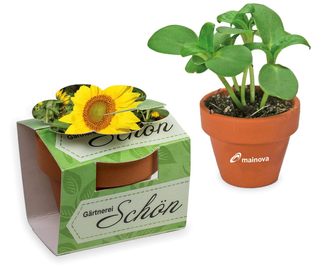 Tontöpfchen-Blume mit Samen - Ostern