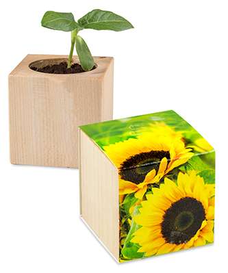 Pflanz-Holz - Standardmotiv - Sonnenblume