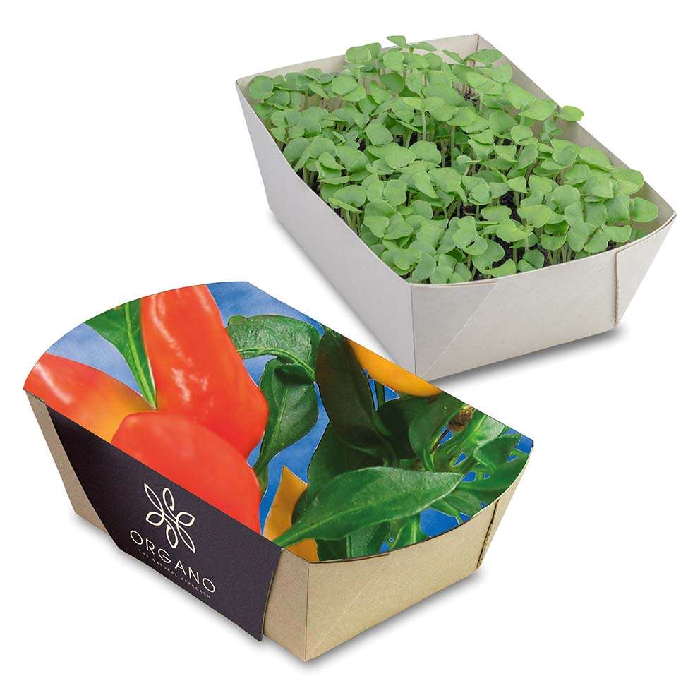 Pflanz-Schale mit Samen