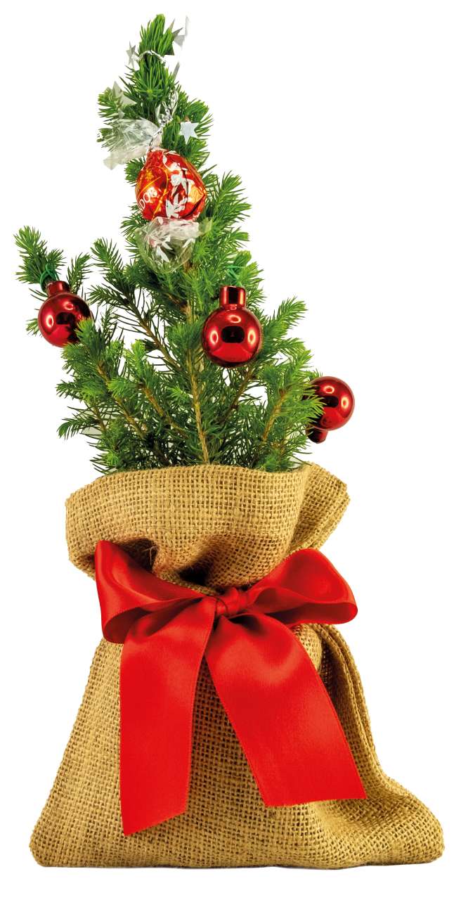 Kugelglanz-Bäumchen 20-30 cm