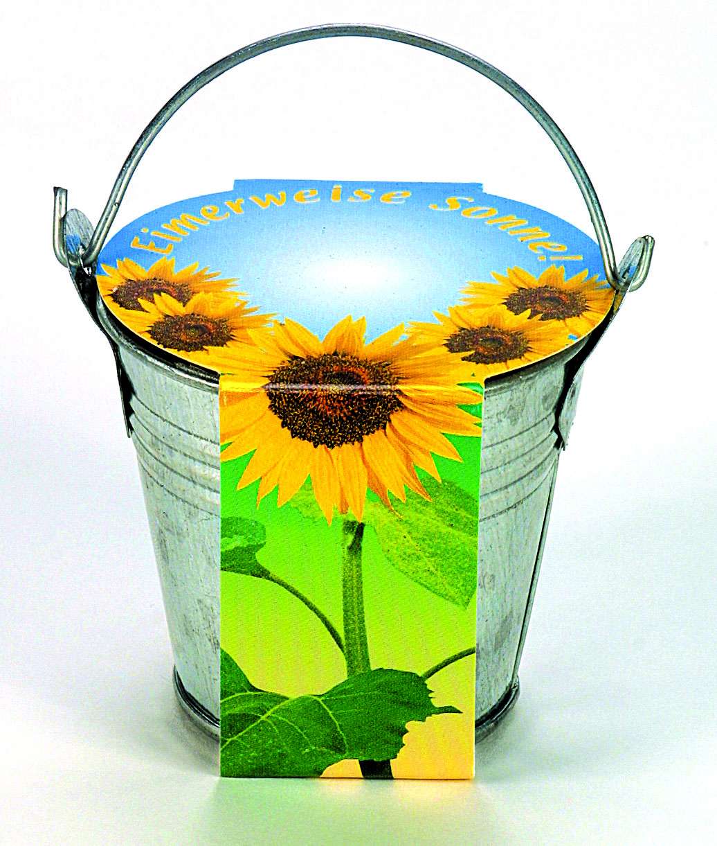 Zinkeimerchen Zwergsonnenblume