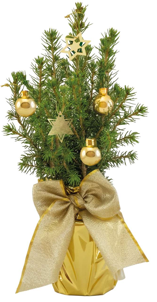 Gold-Bäumchen 20-30 cm