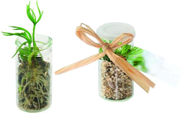 Mini Glasshouse Weihnachtsbaum