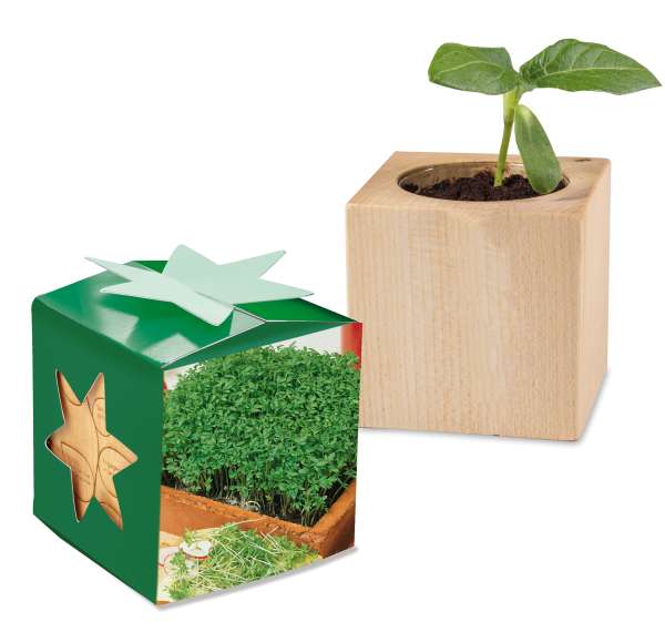 Pflanz-Holz Star-Box mit Samen