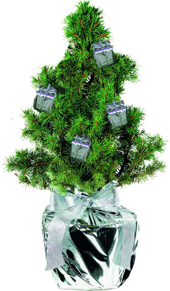 Geschenke-Bäumchen 20-30 cm