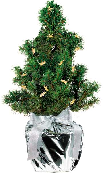 Lichterschein-Bäumchen 20-30 cm