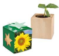 Sonnenblume, 1 Seite gelasert