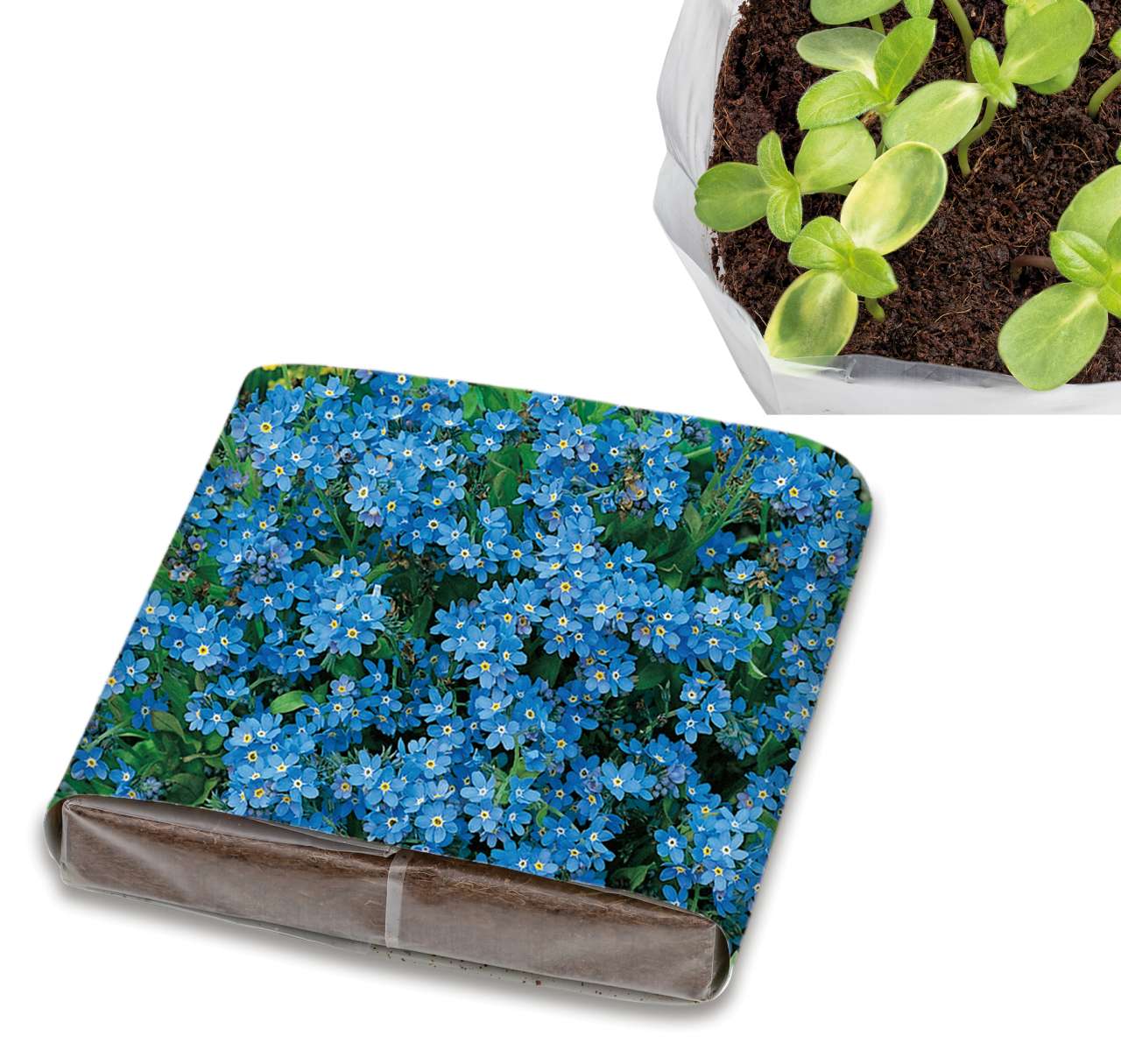 PopUp Anzuchterde mit Samen