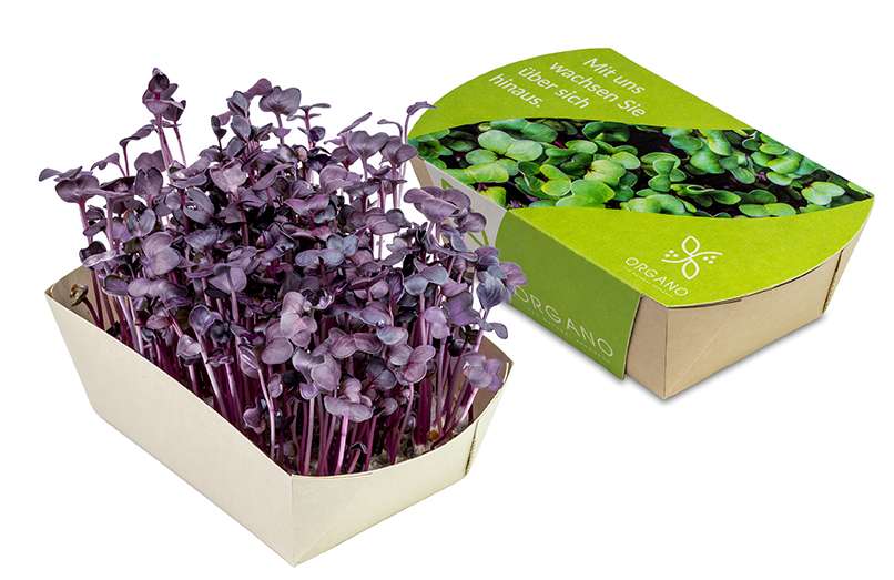 Microgreens-Gärtchen