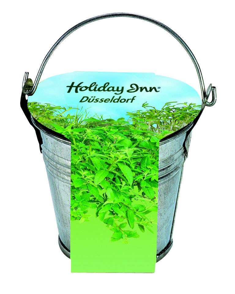 Zinkeimerchen Kräuter