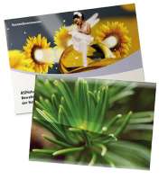 Standardpapier - Fichte