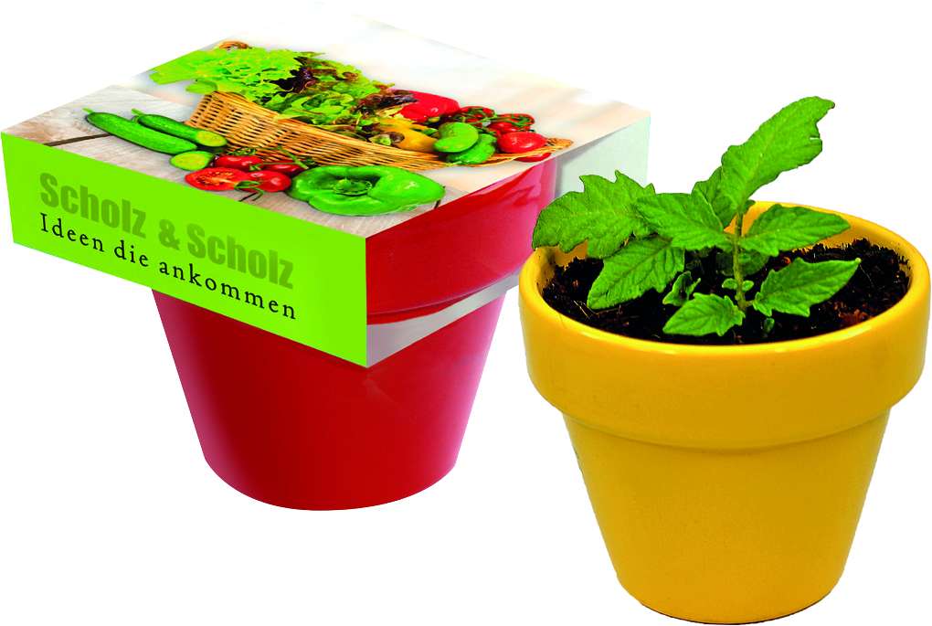 Naschgemüse Colour Cocktail Tomate